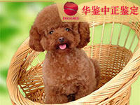 沈阳狗做动物亲子鉴定