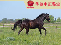 沈阳马做动物亲子鉴定