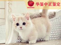 沈阳猫做动物亲子鉴定