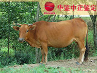 沈阳牛做动物亲子鉴定