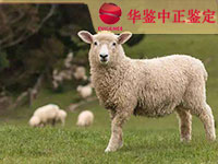 沈阳羊做动物亲子鉴定